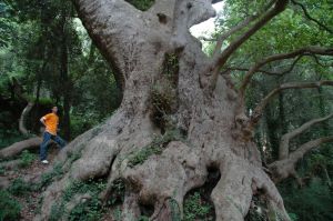 5-il-famoso-platano-monumentale-di-curinga-ph-f-bevilacqua