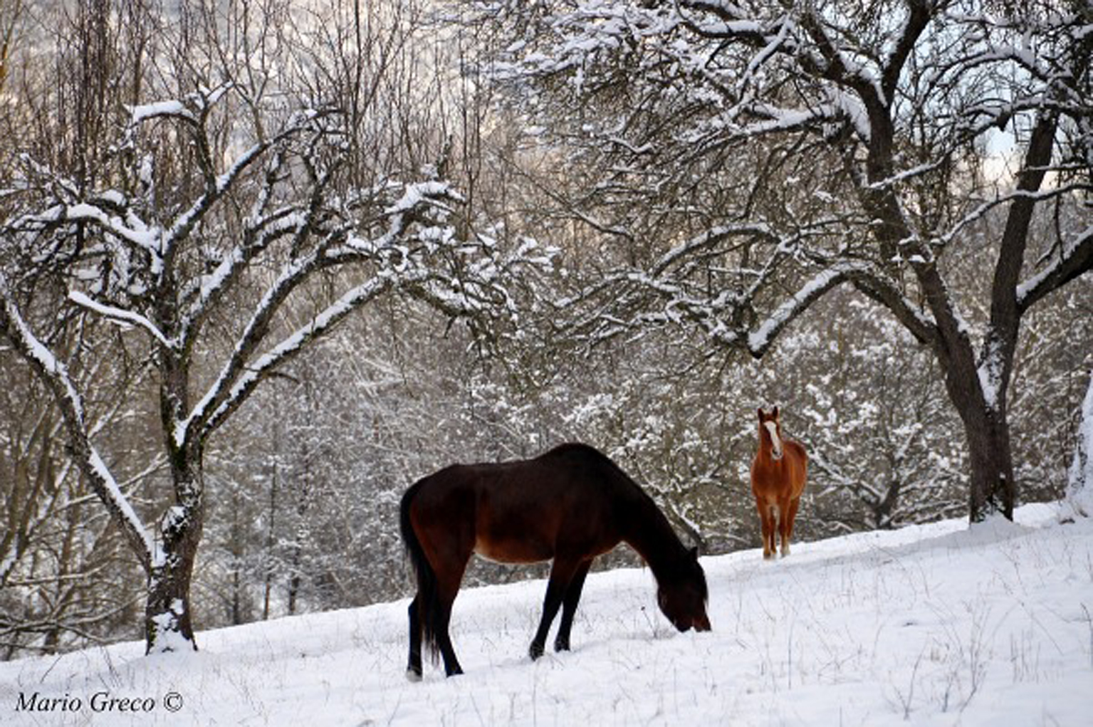 Un bucolico paesaggio silano in una foto di Mario Greco