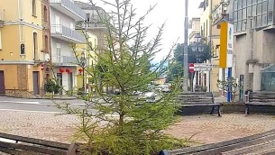 albero-piazza-fiorentino