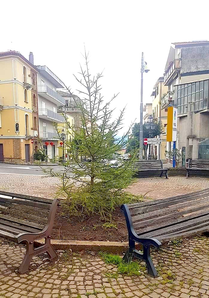 albero-piazza-fiorentino