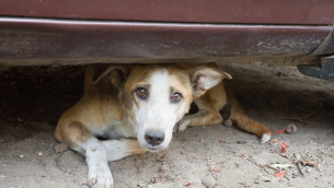 Street Dogs in India