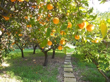 localita-giardini-biondo-tardivo-trebisacce-2