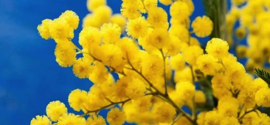 mimose