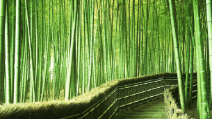 una-piantagione-di-bambu