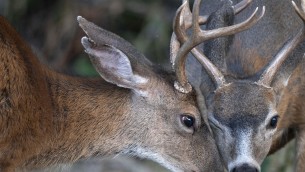 Abruzzo, caccia ai cervi sospesa fino a 7 novembre: soddisfazione animalisti