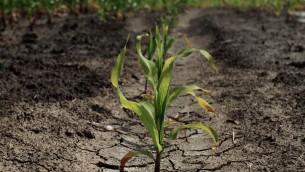 Agricoltura: lo studio, 5 lezioni dalla risposta al cambiamento climatico