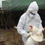 Aviaria, Messico smentisce: "Nessuna morte da H5N2, pessima comunicazione Oms"