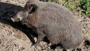 Bambino morso da cinghiale in spiaggia alla Maddalena