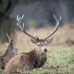 Caccia ai cervi in Abruzzo, stop dal Consiglio di Stato