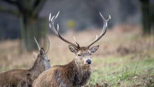 Caccia ai cervi in Abruzzo, stop dal Consiglio di Stato