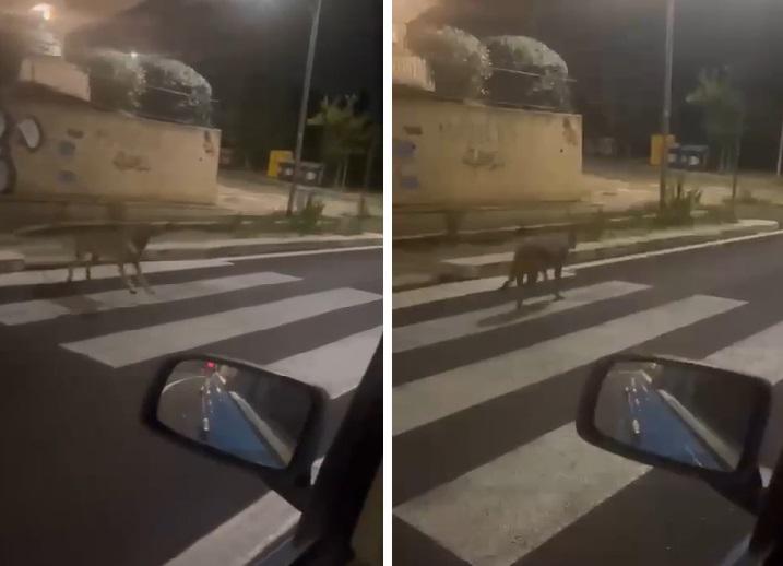 Catturato lupo avvistato a Porta di Roma, avrebbe aggredito bimbo in un parco