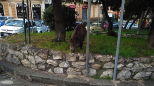 Un cinghiale fotografato il mese scorso a  Genova da Carmine Dodaro