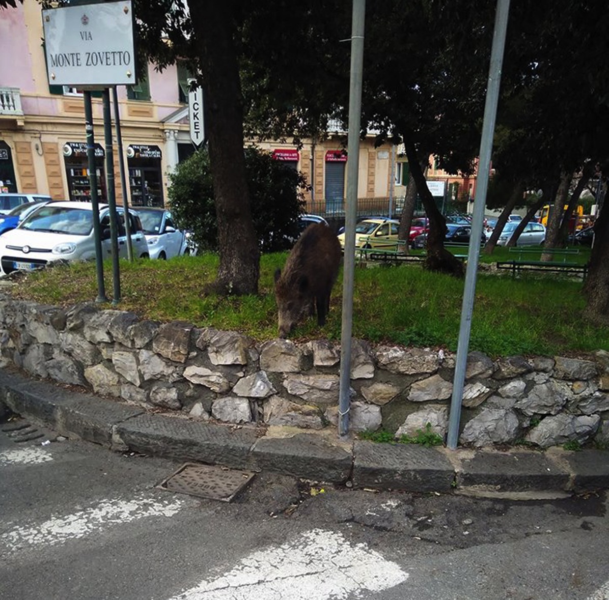 Un cinghiale fotografato il mese scorso a  Genova da Carmine Dodaro