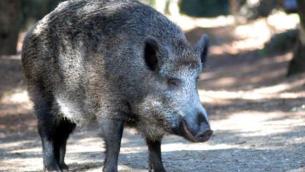 Cinghiale irrompe all'asilo comunale, bimbi spaventati e danni