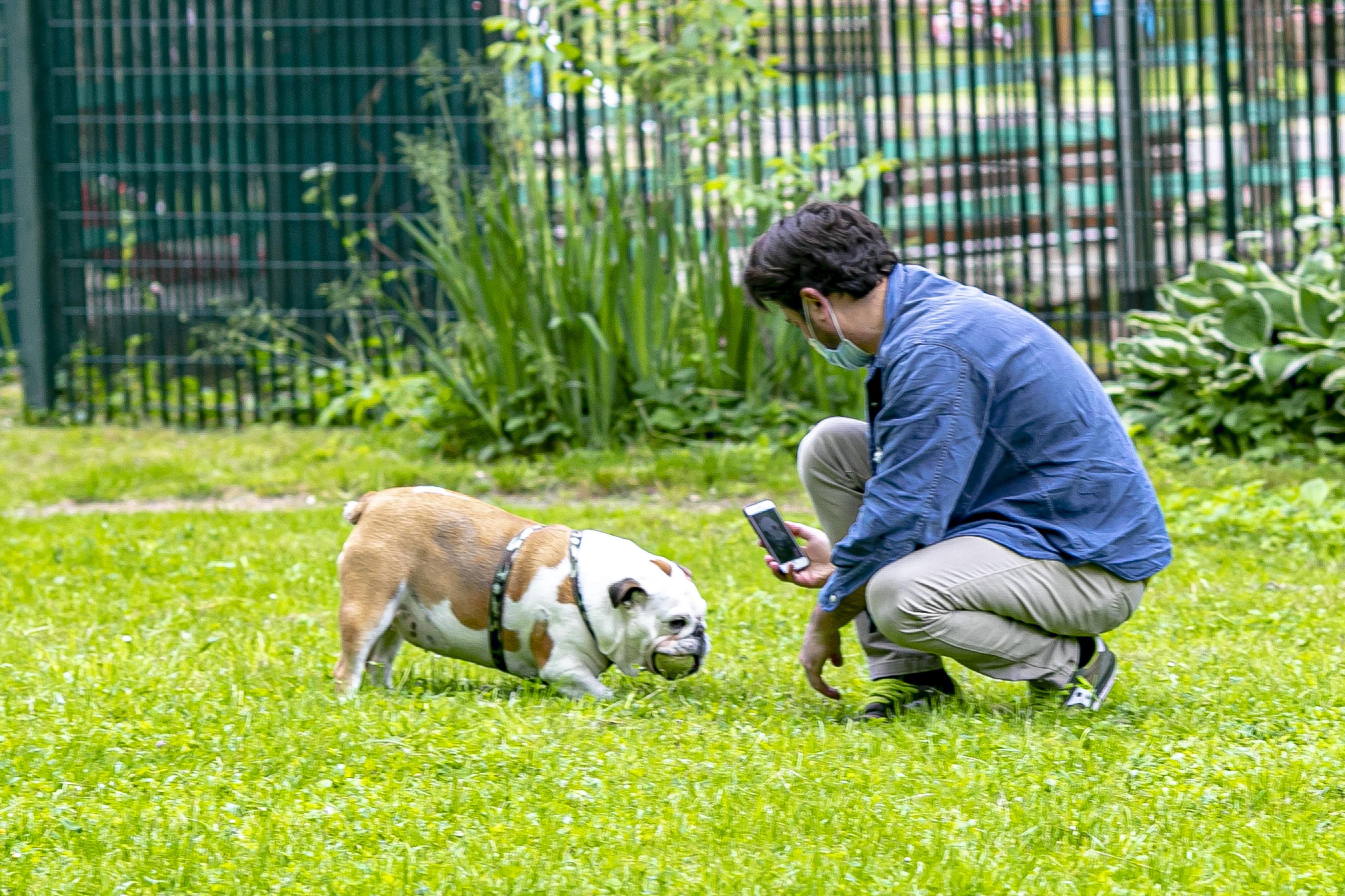 Come gestire il cane in caso di lockdown, il vademecum dell'Aidaa