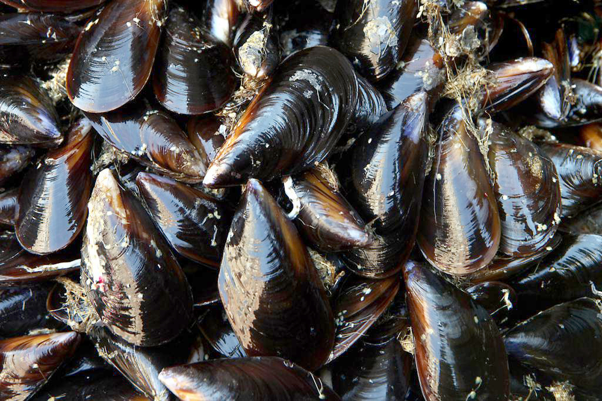 cozze