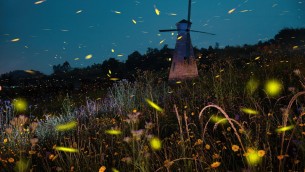 Dalla luce delle lucciole una speranza per l'epilessia resistente ai farmaci