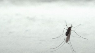 Dengue in Italia, 132 casi a oggi da inizio anno: 7 in Lombardia