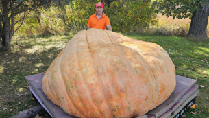 Ecco Rudy, la zucca più grande del mondo: pesa oltre 1 tonnellata