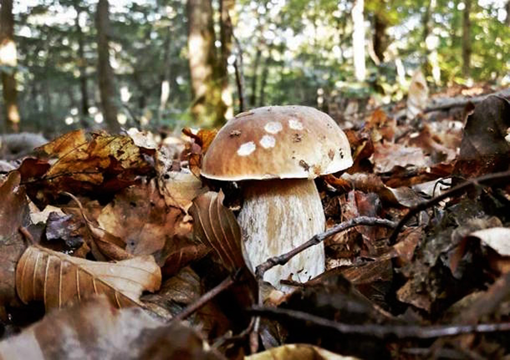 funghi-12-ottobre-2016-572759-610x431