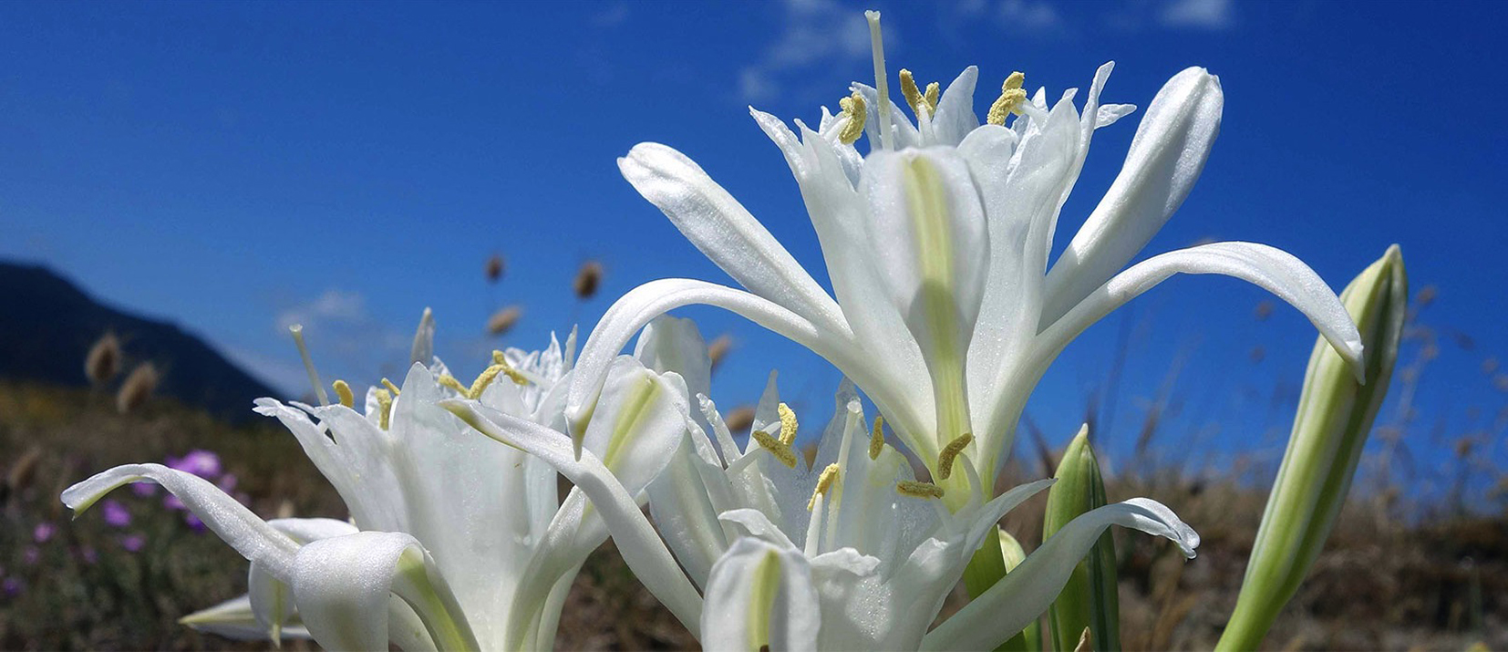 giglio