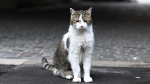 Giornata internazionale del gatto, cos'è e perché si celebra l'8 agosto