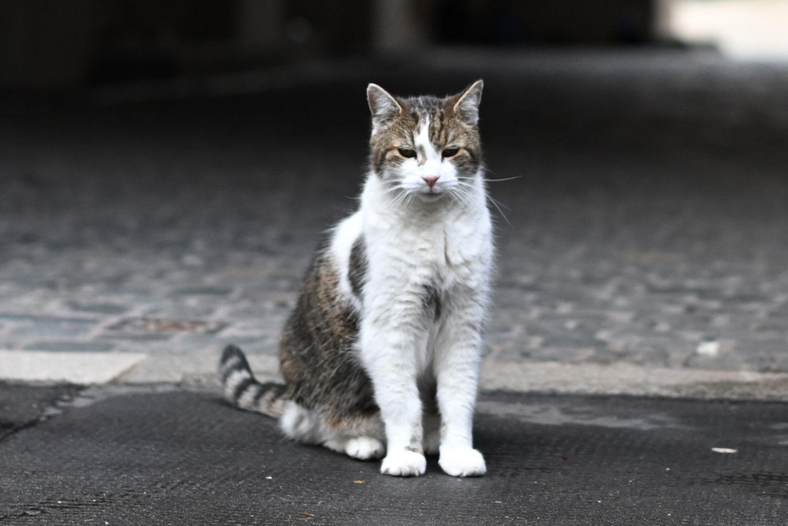 Giornata internazionale del gatto, cos'è e perché si celebra l'8 agosto