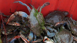 Granchio blu, individuata una seconda specie nel Mar Adriatico