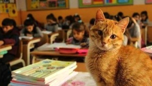 img_gatto_scuola-675x360