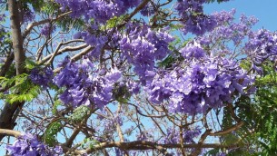 jacaranda-fiori-copia