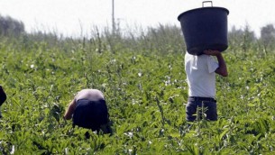 Lavoratori stagionali, procedura d'infrazione Ue contro l'Italia