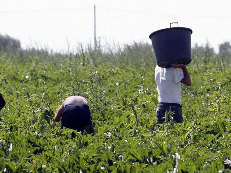 Lavoratori stagionali, procedura d'infrazione Ue contro l'Italia