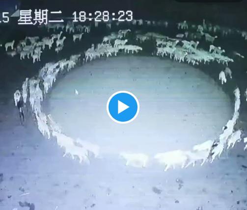 Le pecore che non si fermano mai, il mistero in Cina - Video