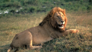 African lion (Panthera leo); Masai Mara National Reserve, Kenya
© WWF-US / Colby Loucks