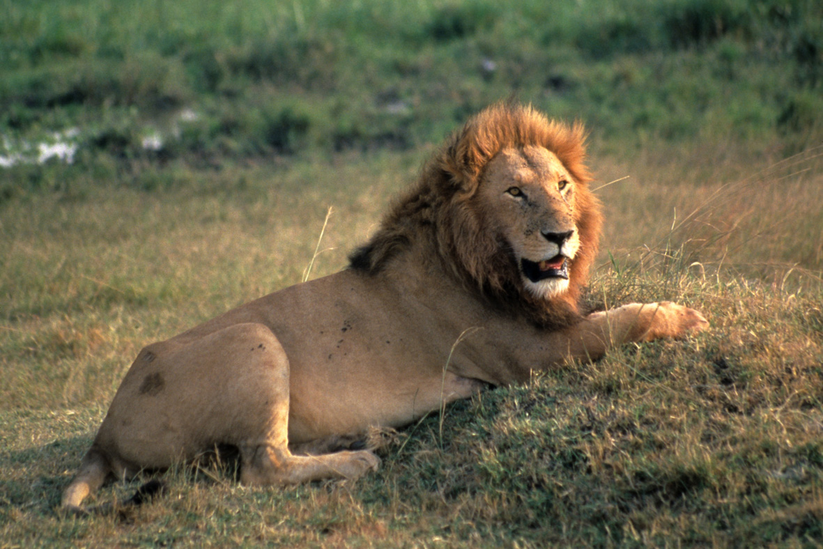 African lion (Panthera leo); Masai Mara National Reserve, Kenya
© WWF-US / Colby Loucks