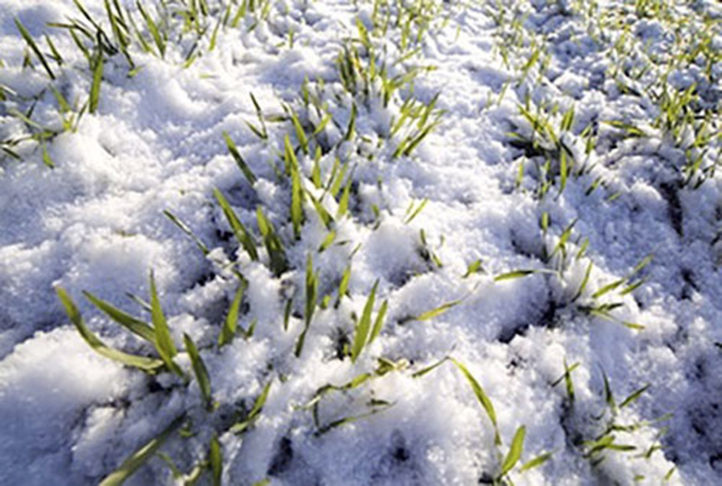 neve-piante-gelo