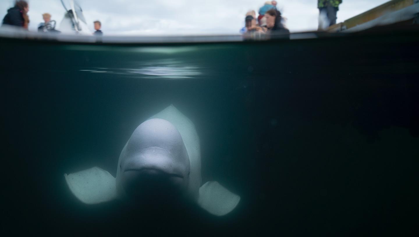 Norvegia, trovata morta Hvaldimir: la balena beluga presunta 'spia' della Russia