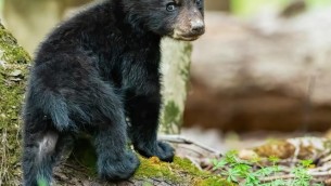 Orsa Amarena, i cuccioli sono insieme e si alimentano