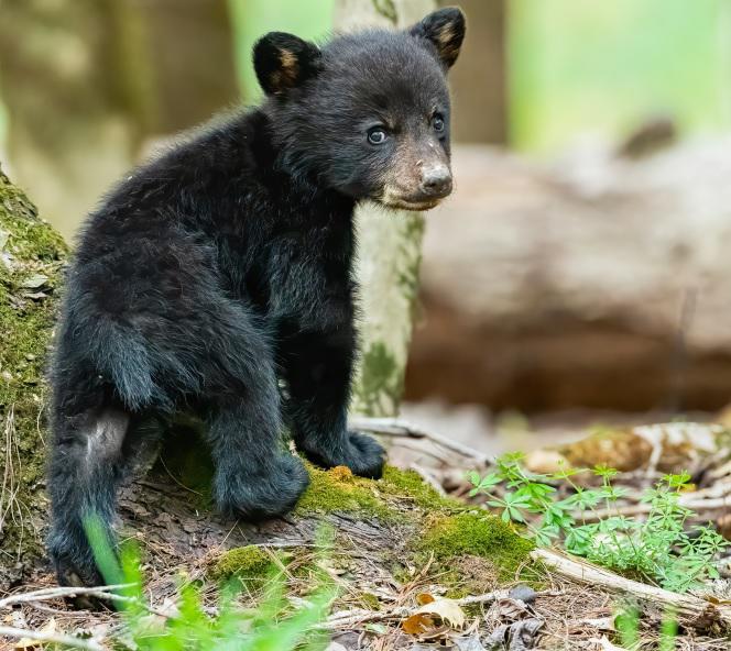 Orsa Amarena, i cuccioli sono insieme e si alimentano