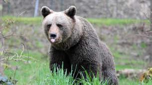 Orsa JJ4 trasferita in Germania, la sua casa sarà nella Foresta Nera