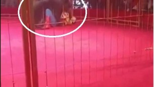 Orso si ribella al domatore, panico al circo - Video