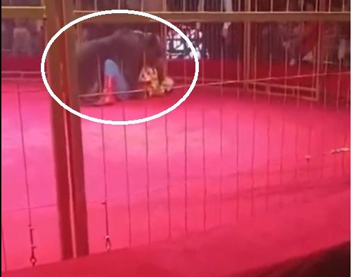 Orso si ribella al domatore, panico al circo - Video