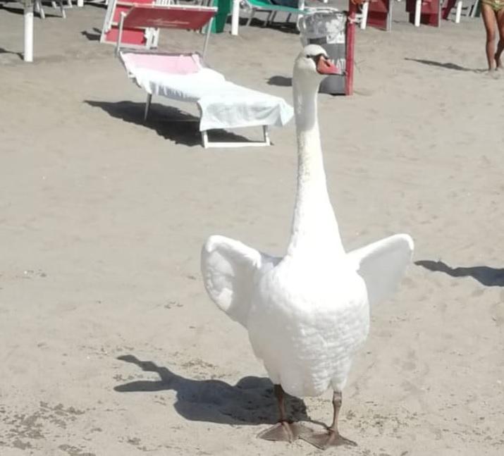 Ostia, in spiaggia spunta un cigno