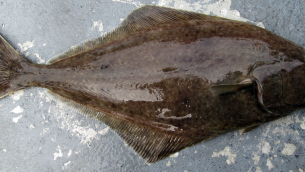 pacific-halibut1