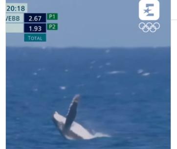 Parigi 2024, c'è anche una balena durante la finale di surf - Video