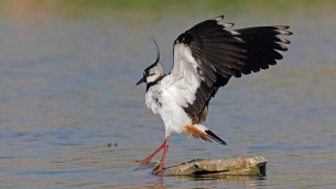 Pavoncella, foto di Luigi Sebastiani (www.birds.it)