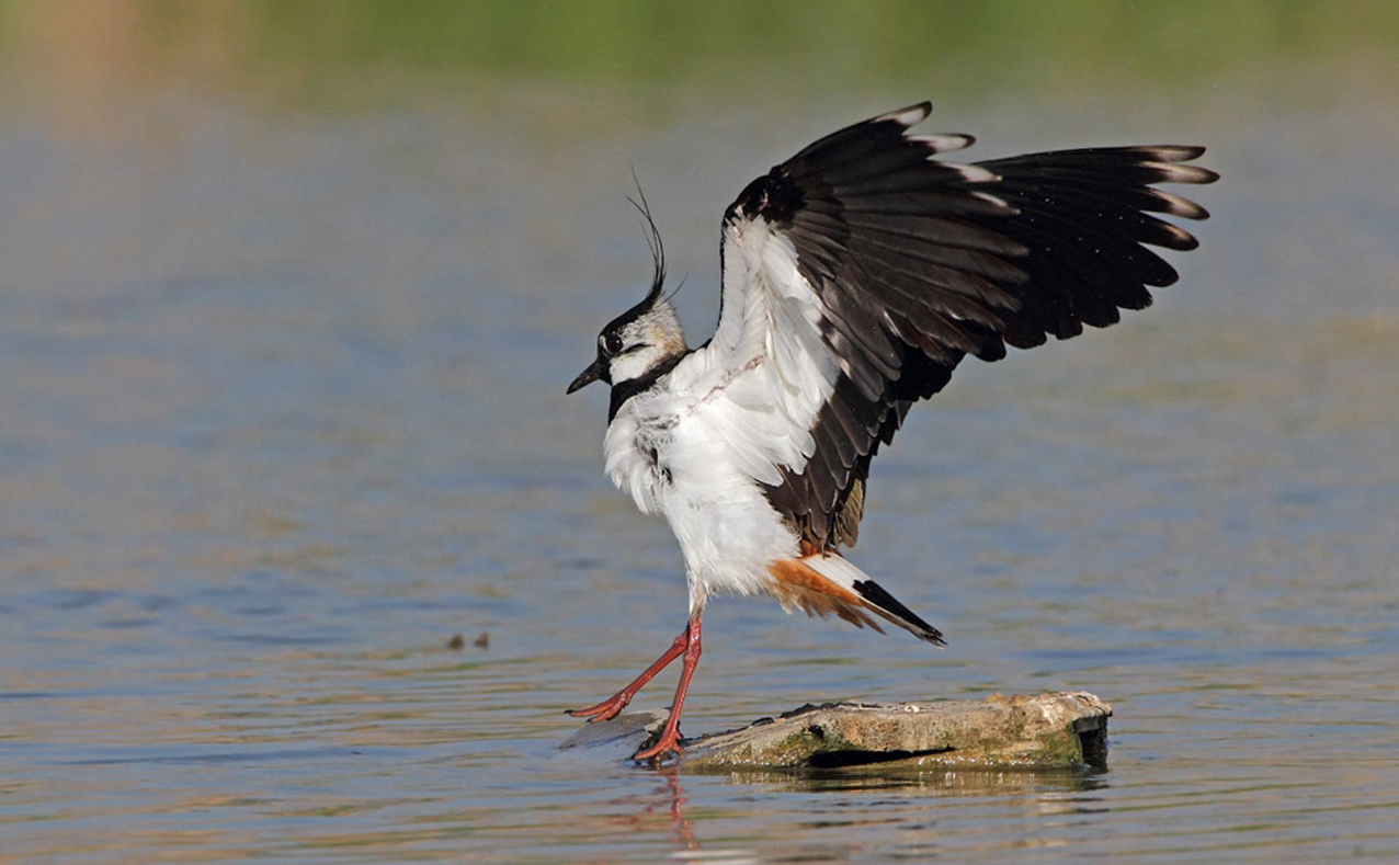 Pavoncella, foto di Luigi Sebastiani (www.birds.it)