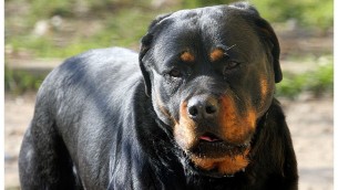 Perugia, bimbo di 5 anni aggredito da rottweiler: è in prognosi riservata