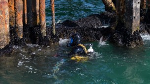 Pesca, la Cozza Selvaggia dalle piattaforme Eni alla tavola