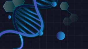 Prima mappa del cervello adulto, svelata la rete di neuroni e sinapsi